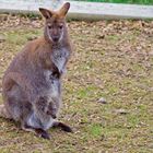 Wallaby hat Nachwuchs