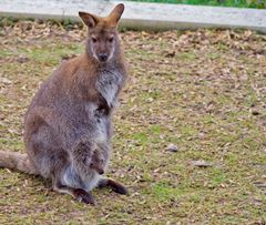 Wallaby hat Nachwuchs