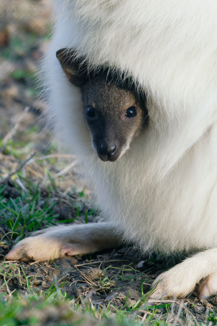 Wallaby Kind in albino Mamma Beutel