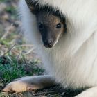 Wallaby Kind in albino Mamma Beutel