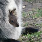 Wallaby Kind in Mamma Beutel