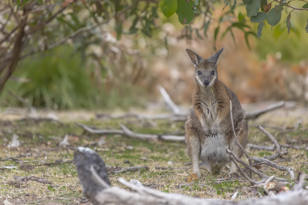 Wallaby mit Gras ...