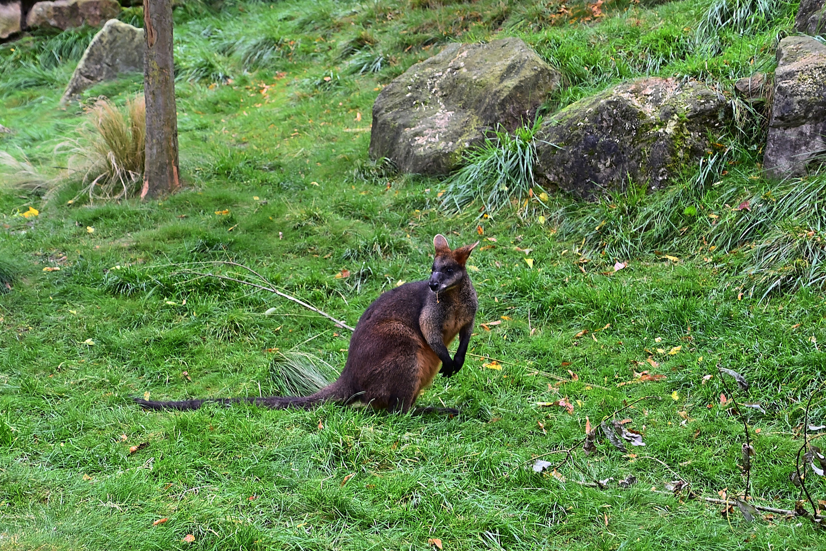 Wallaby (Notamacropus)