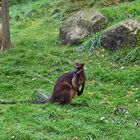 Wallaby (Notamacropus)