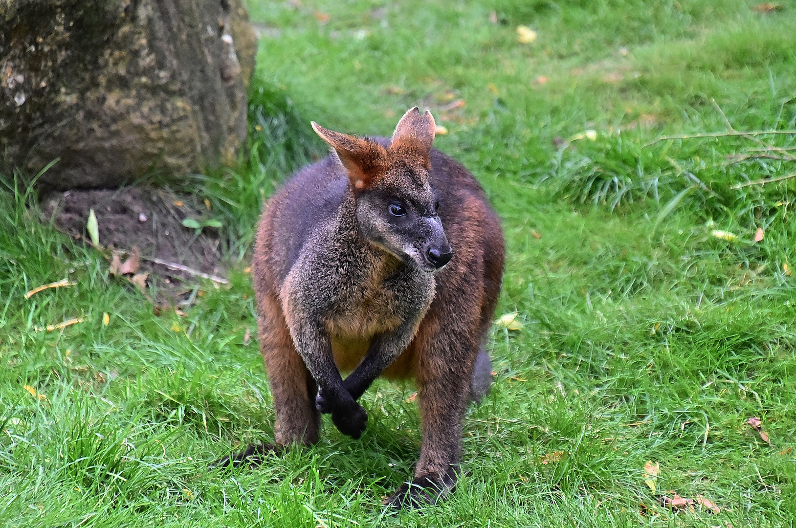 Wallaby (Notamacropus)