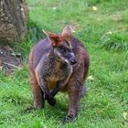 Wallaby (Notamacropus)