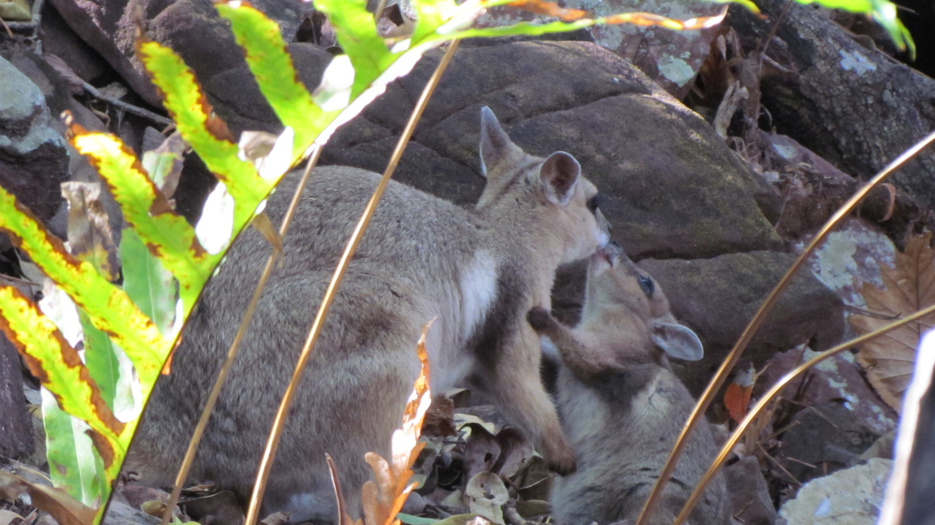 WALLABY ROCK