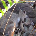 WALLABY ROCK