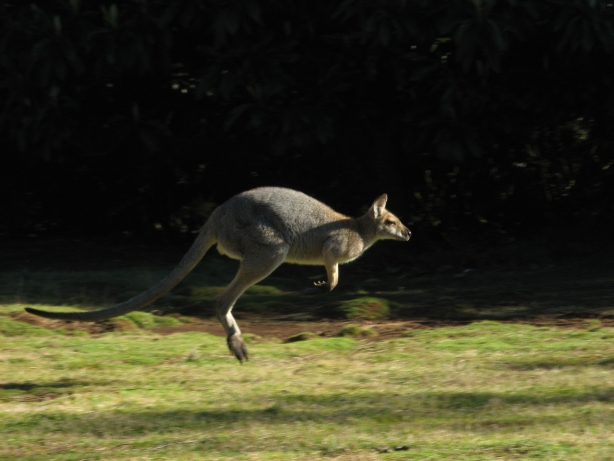 Wallaby running