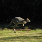 Wallaby running