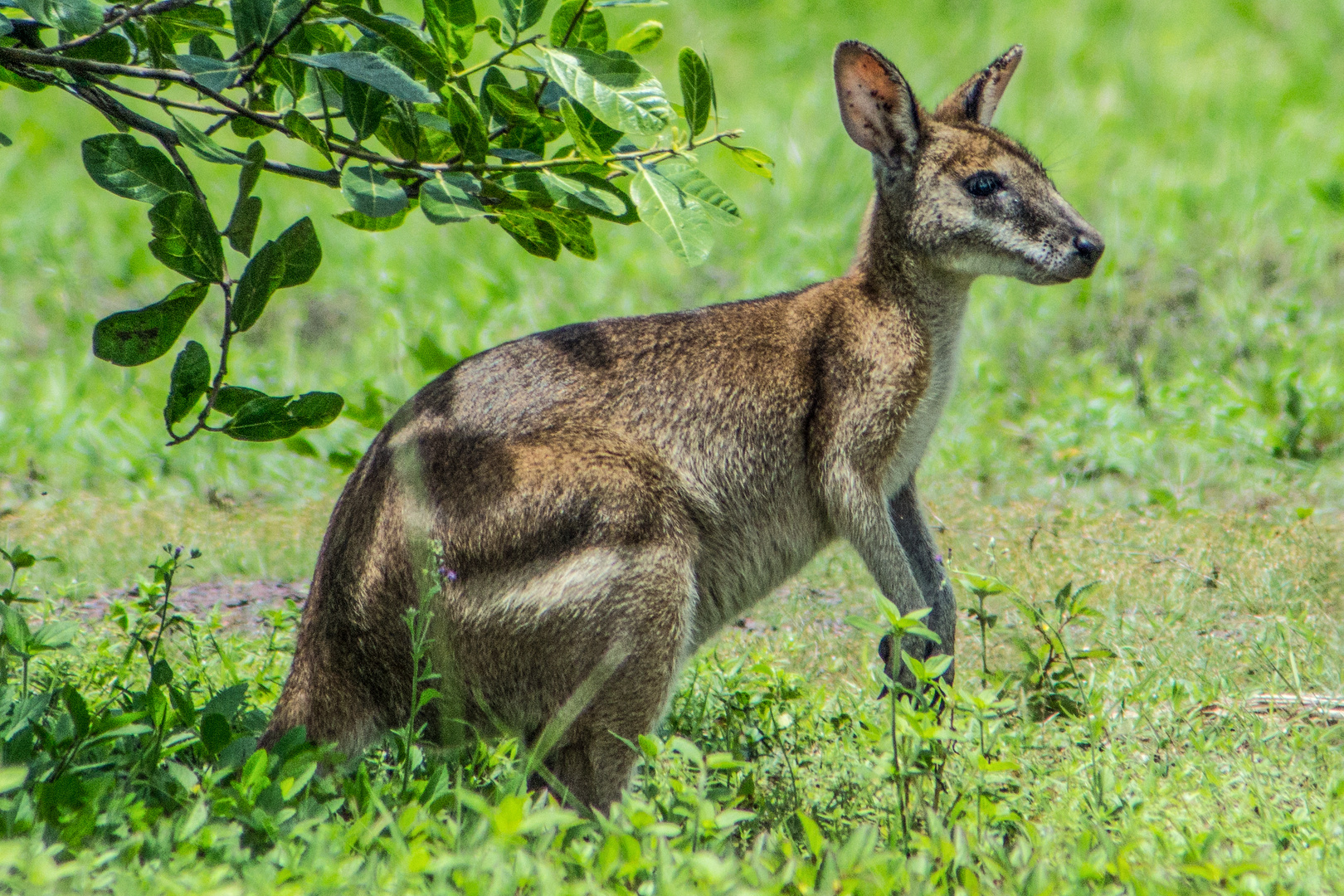 Wallaby, seen from Alec Fong Lim Drive