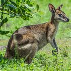 Wallaby, seen from Alec Fong Lim Drive