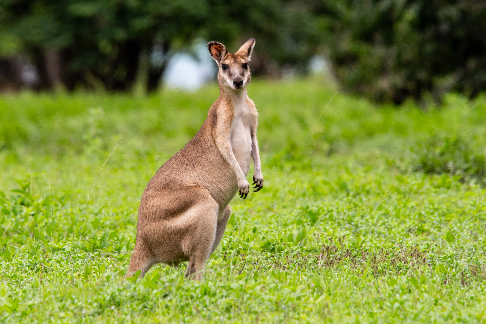 Wallaby, seen from Alec Fong Lim Drive