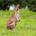 Wallaby, seen from Alec Fong Lim Drive