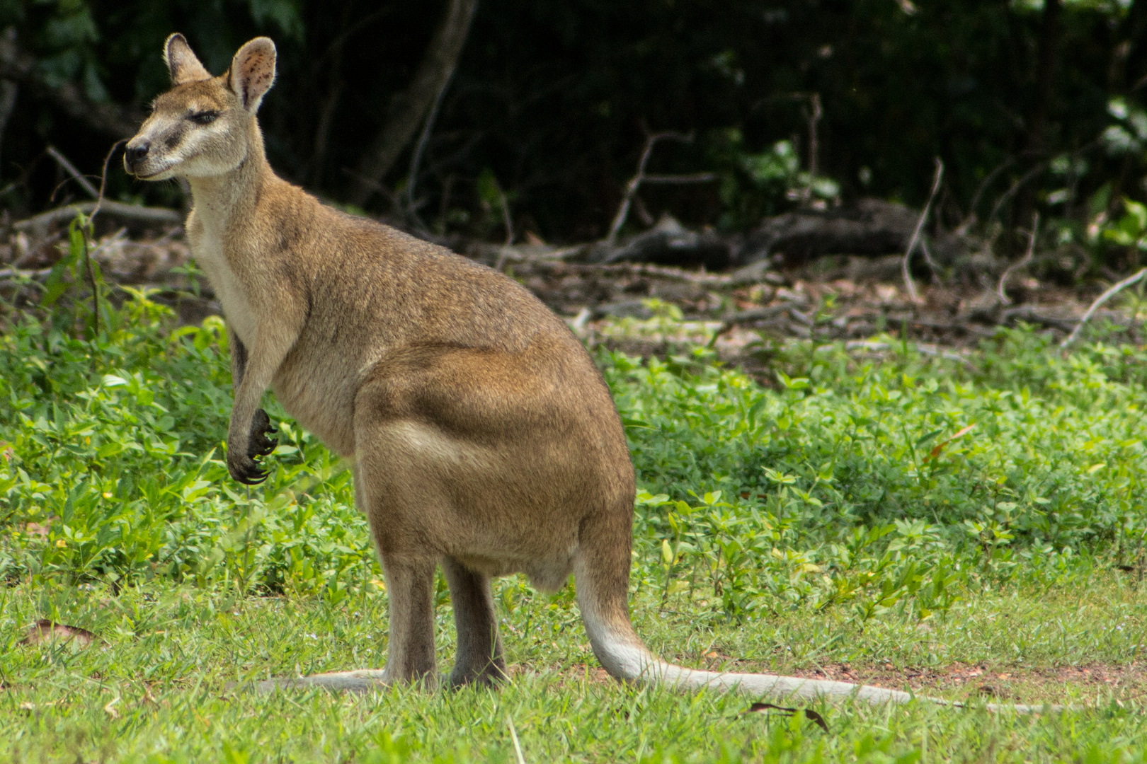 Wallaby, seen from Alec Fong Lim Drive