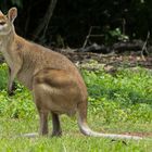 Wallaby, seen from Alec Fong Lim Drive