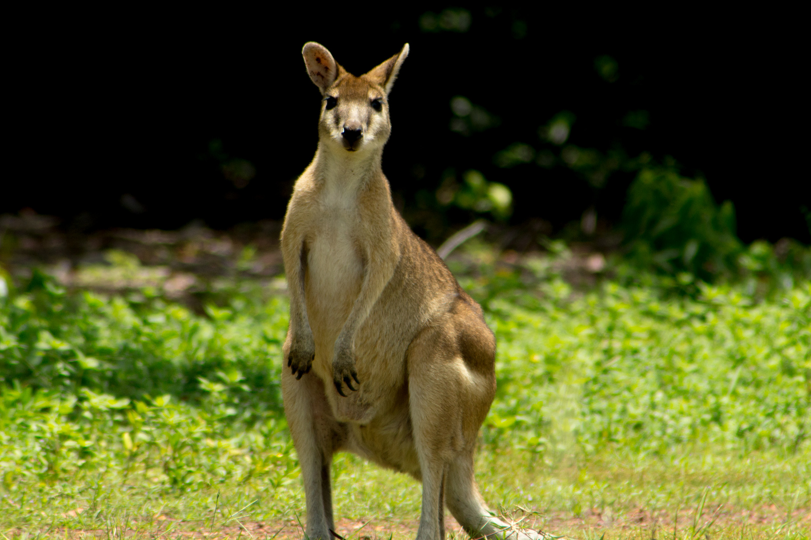 Wallaby, seen from Alec Fong Lim Drive