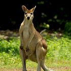 Wallaby, seen from Alec Fong Lim Drive