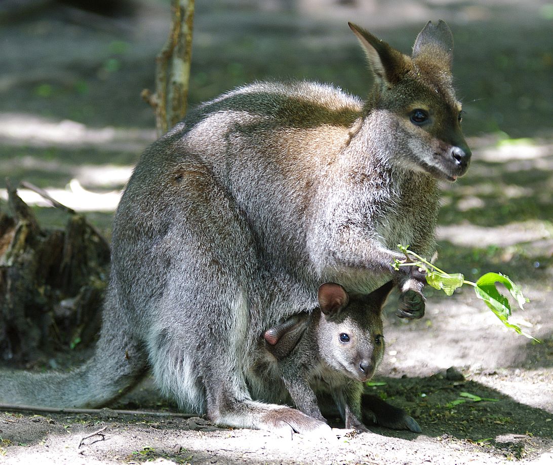 WALLABY WITH JOEY