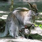 WALLABY WITH JOEY