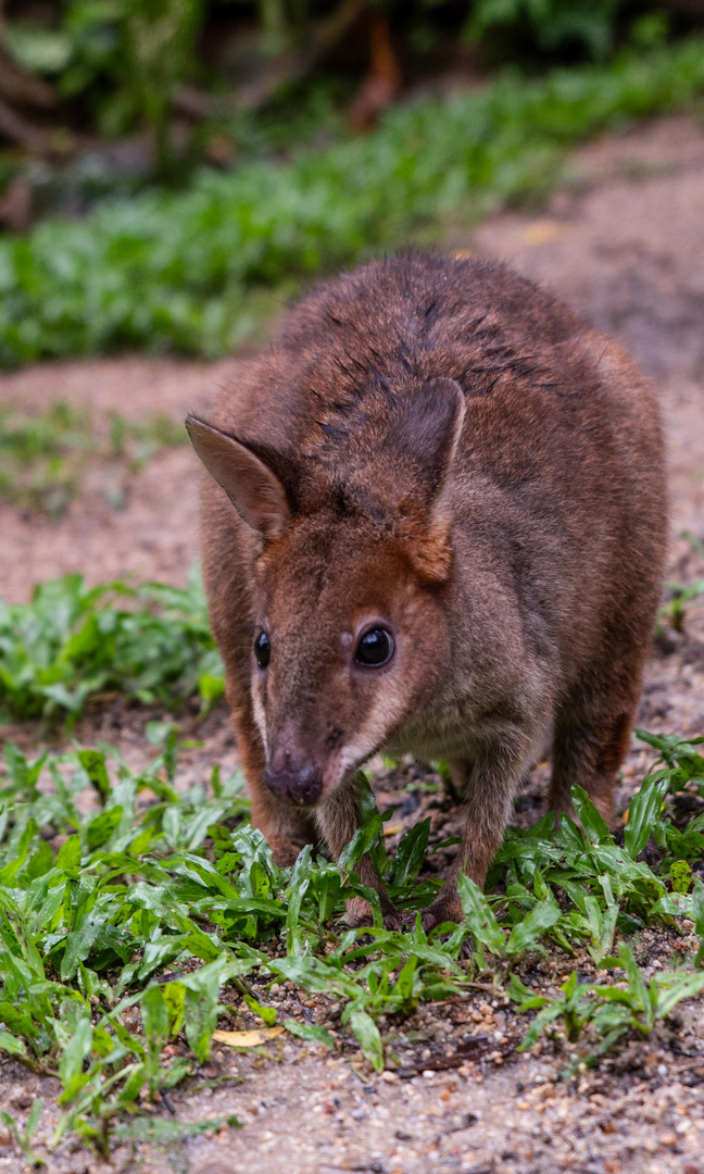 Wallaby_01