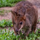 Wallaby_01