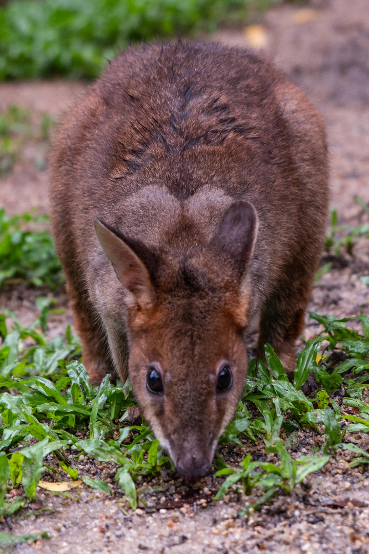 Wallaby_02