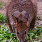 Wallaby_02