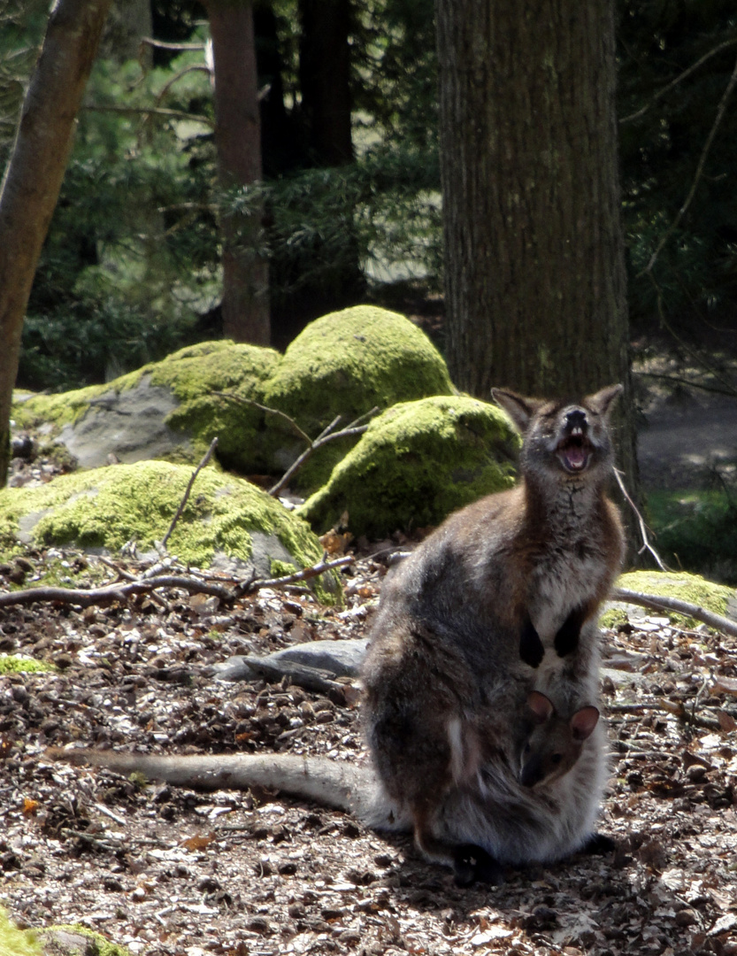 Wallabygruß