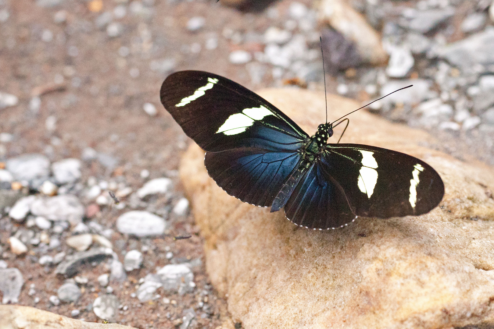 Wallaces longwing-ein Passionsblumenfalter