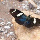 Wallaces longwing-ein Passionsblumenfalter