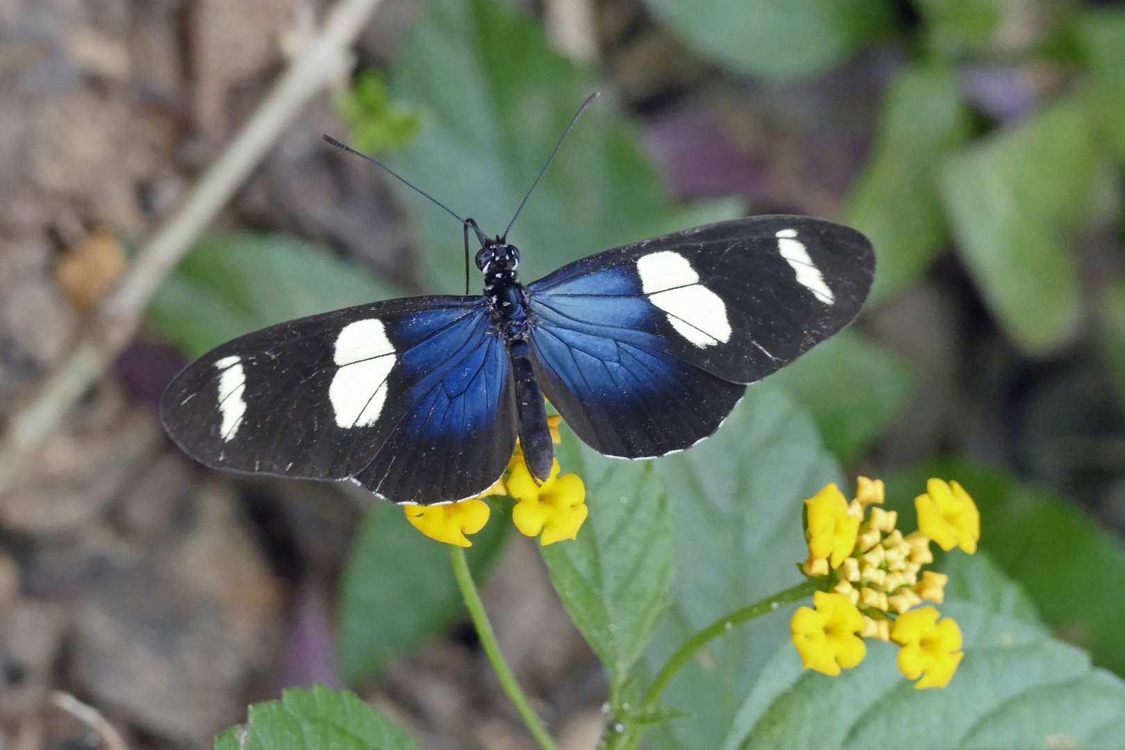 WALLACES LONGWING, HELICONIUS WALLACEI,