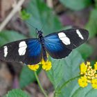 WALLACES LONGWING, HELICONIUS WALLACEI,