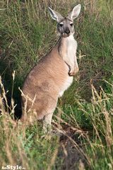 Wallaroo