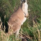 Wallaroo