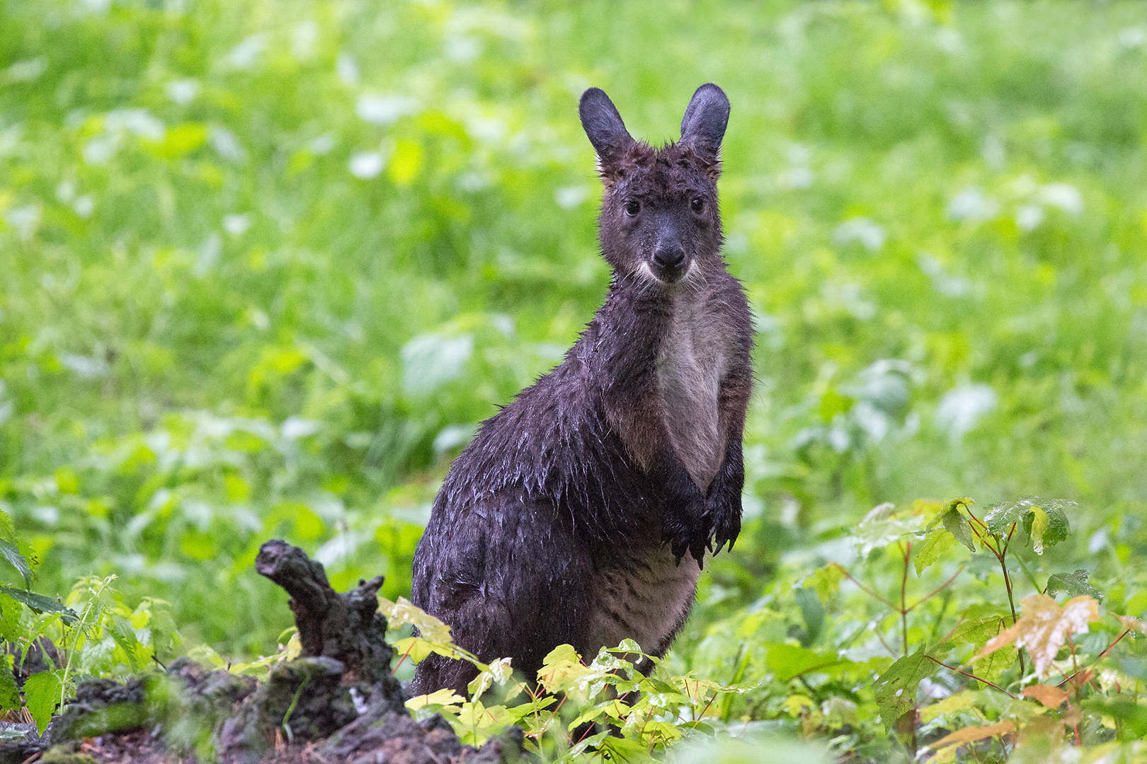 Wallaroo