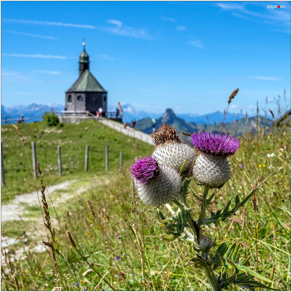 Wallbergdistel