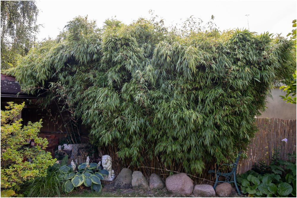 Wallender Bambus