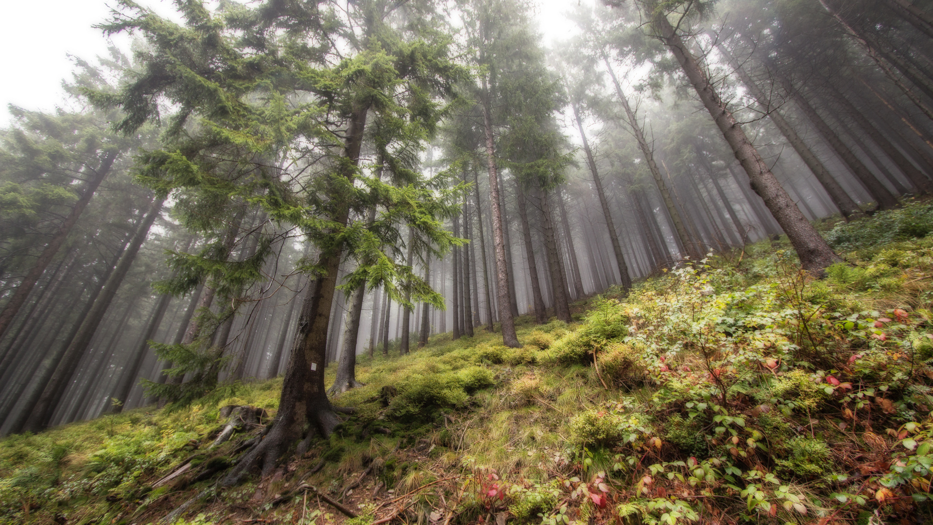 wallender Nebel