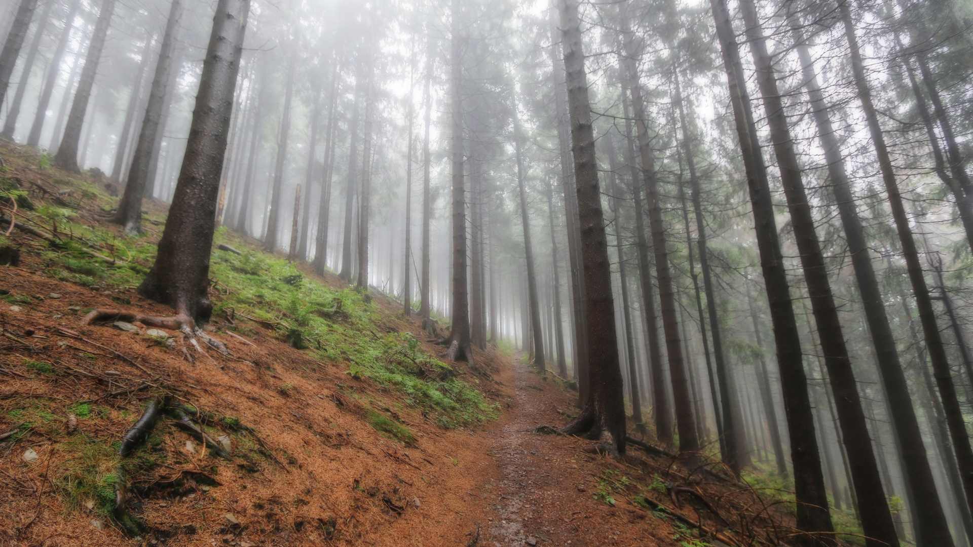 wallender Nebel