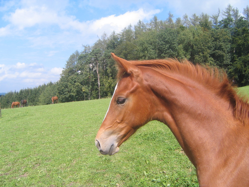 Walli Fohlen 2007 Portrait