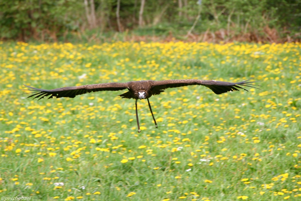 Walli im Anflug