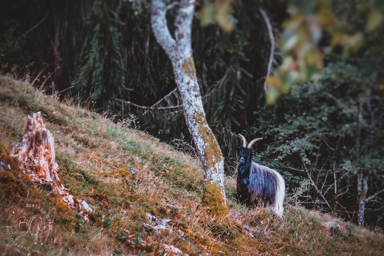 Walliser im Schwarzwald