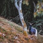 Walliser im Schwarzwald