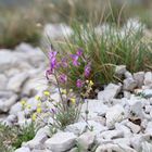 Walliser Levkoje (Matthiaola fruticulosa ssp. valesiaca)...