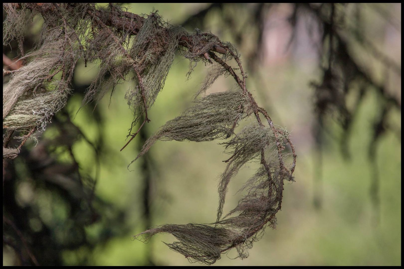 Walliser Natur