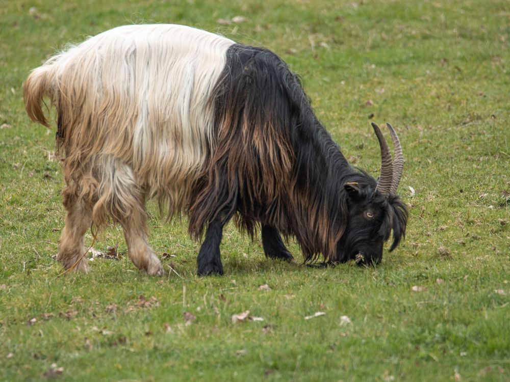 Walliser Schwarzhalsziege