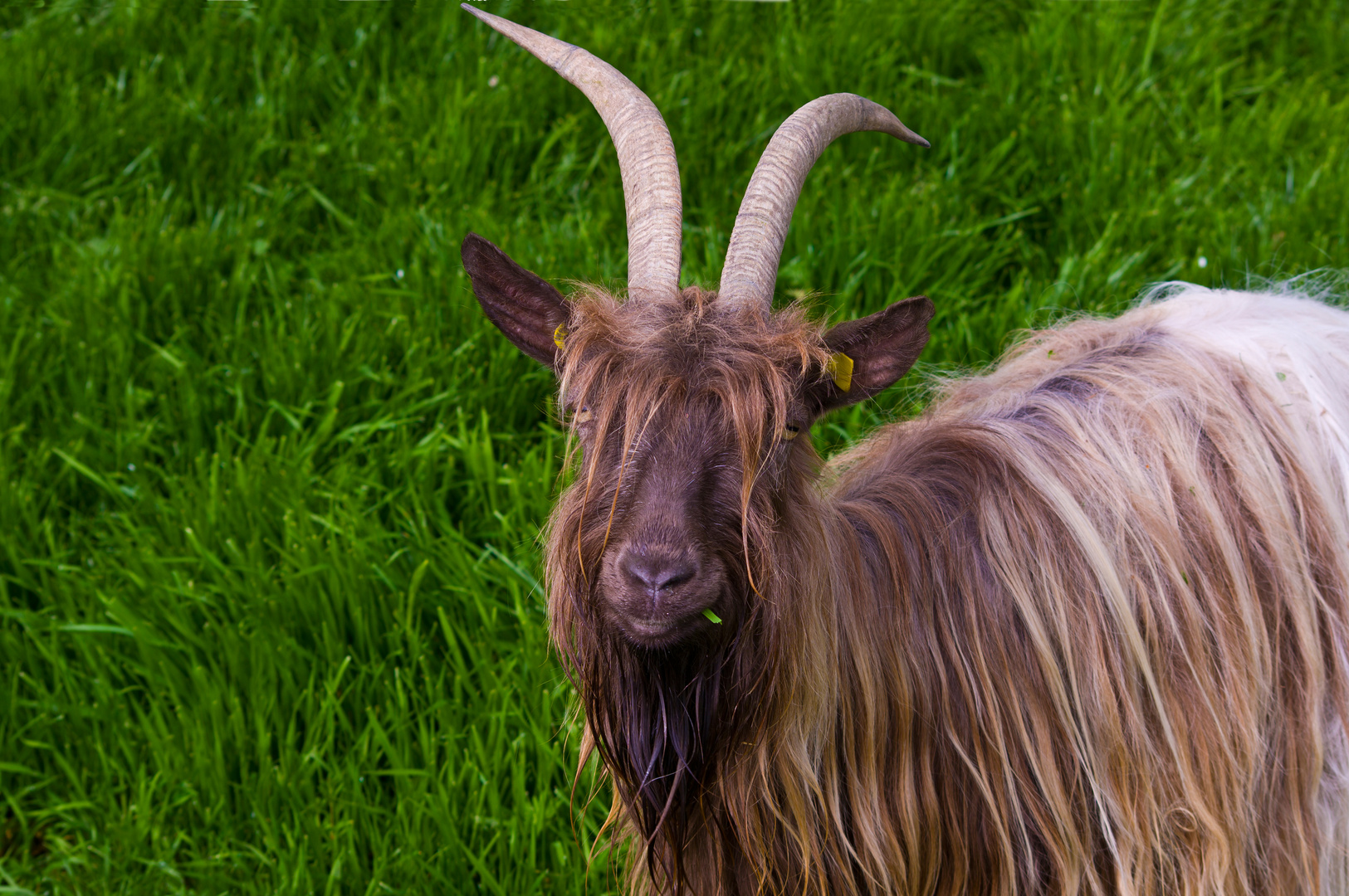 Walliser Schwarzhalsziege oder Kupferhalsziege