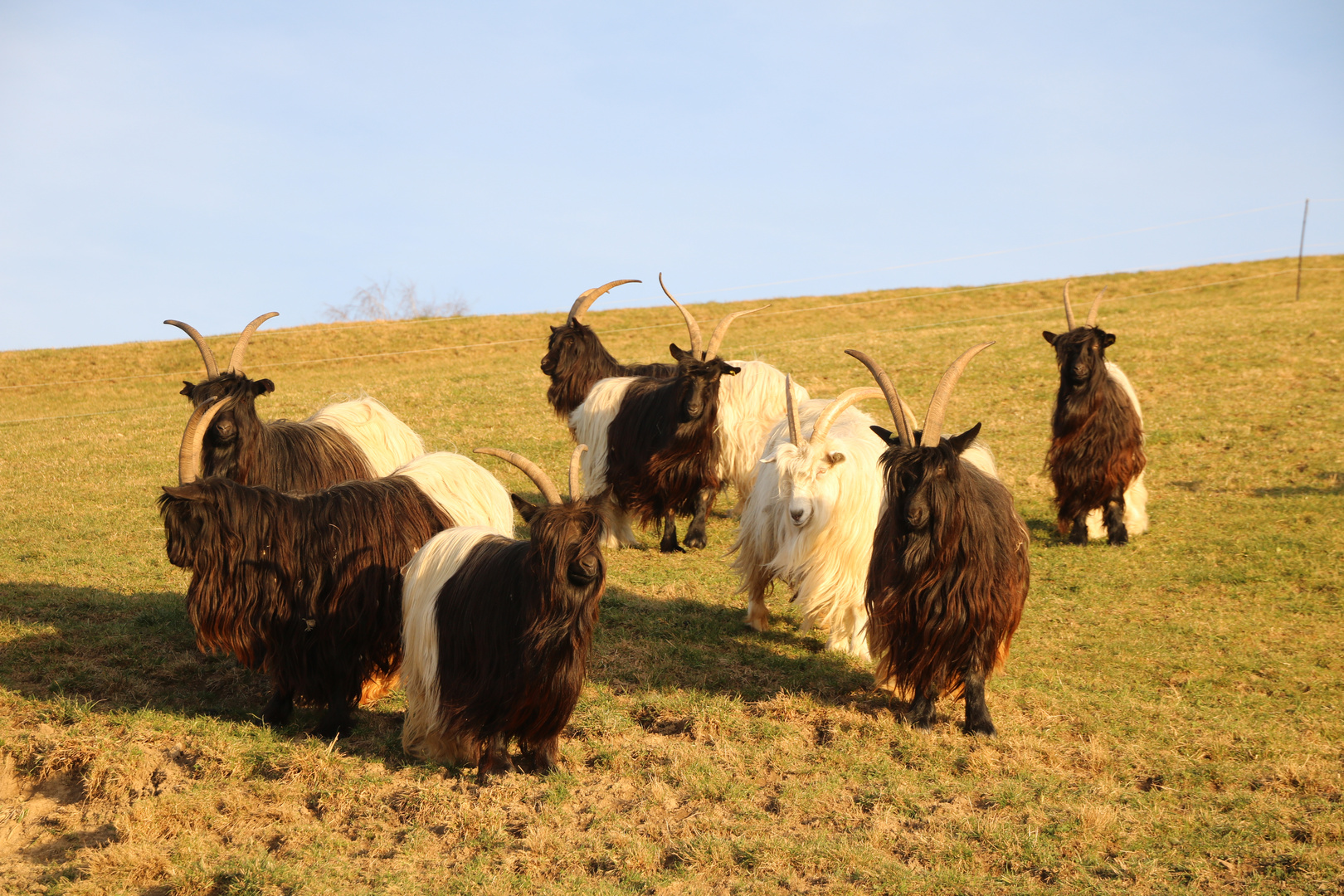 Walliser Schwarzhalsziegen