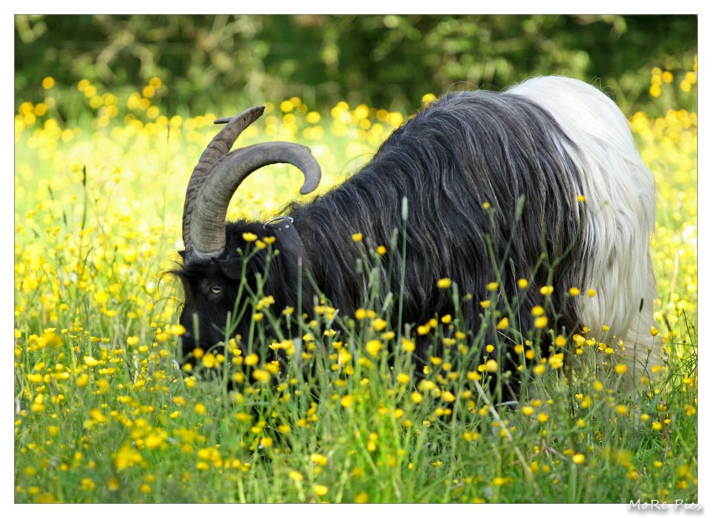 * Walliser Schwarzhalsziegenbock *